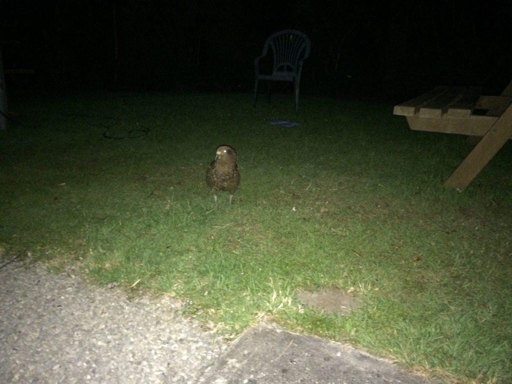 kea_on_campsite_at_night
